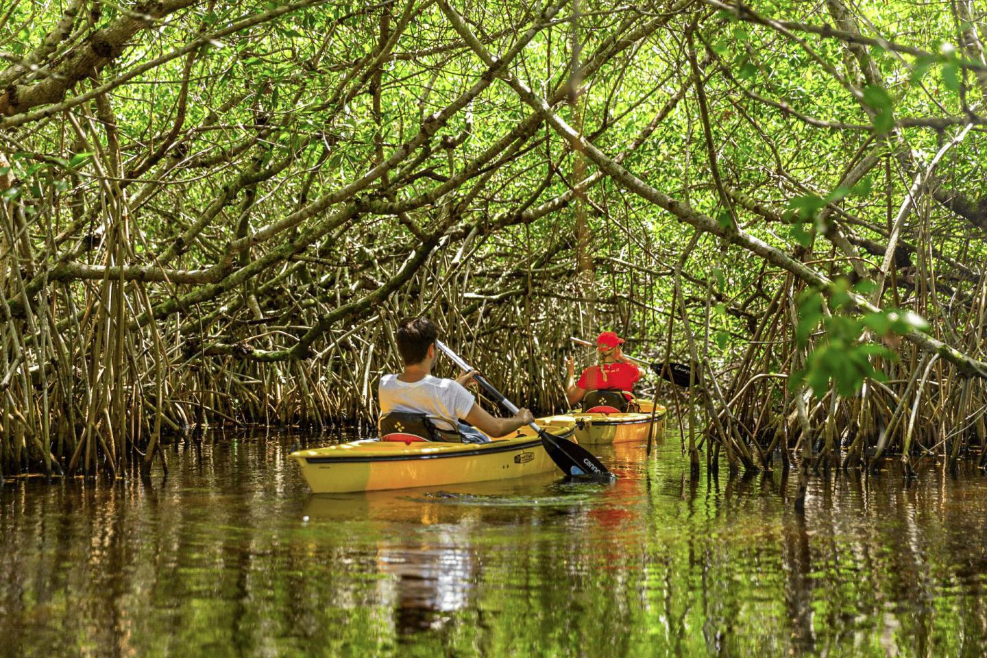 Person kayaking through a dense mangrove forest, reflected in calm water.