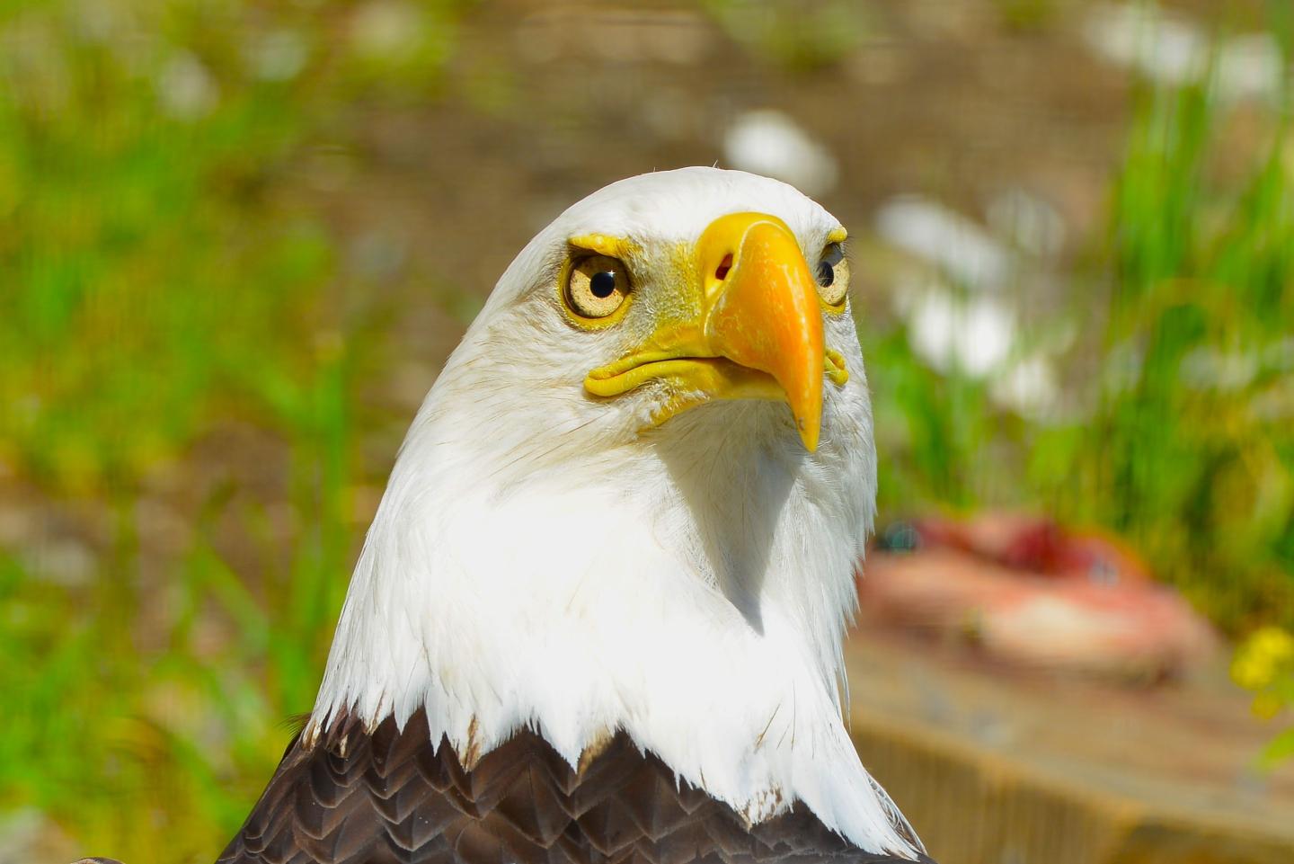 Close-up photograph of a bald eagle with a yellow beak.