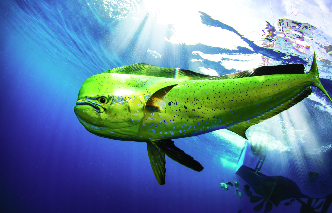 Diver swims above a bright green mahi-mahi underwater.