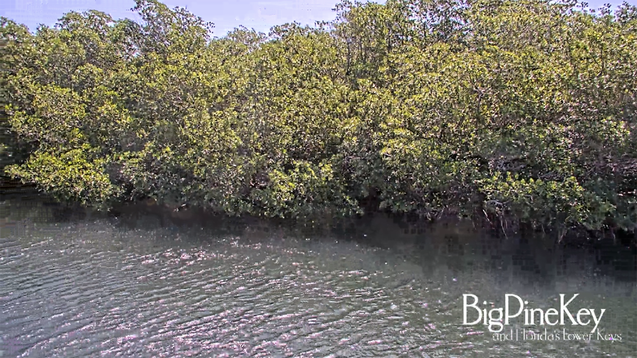 Mangrove trees along rippling water, with a small Disney logo at bottom right.