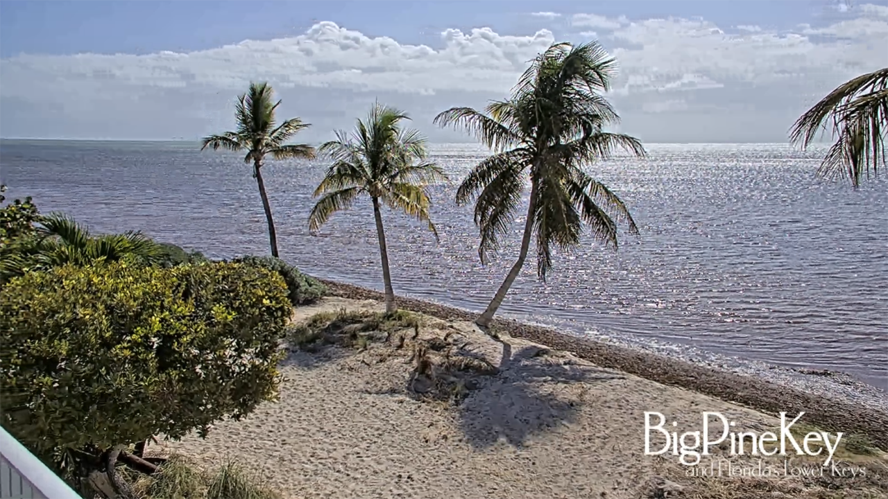 Palm trees on a pebble beach beside calm ocean water under a cloudy sky.