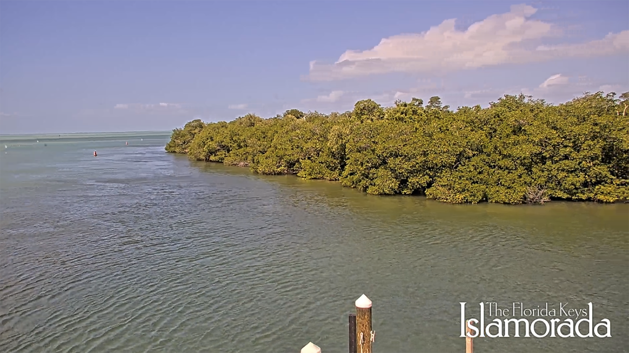 Mangrove-lined shoreline beside calm water under a blue sky, Islamorada.