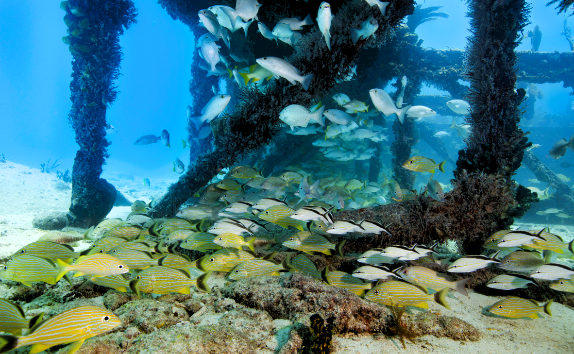 Sea turtle swimming over a coral reef with colorful fish.