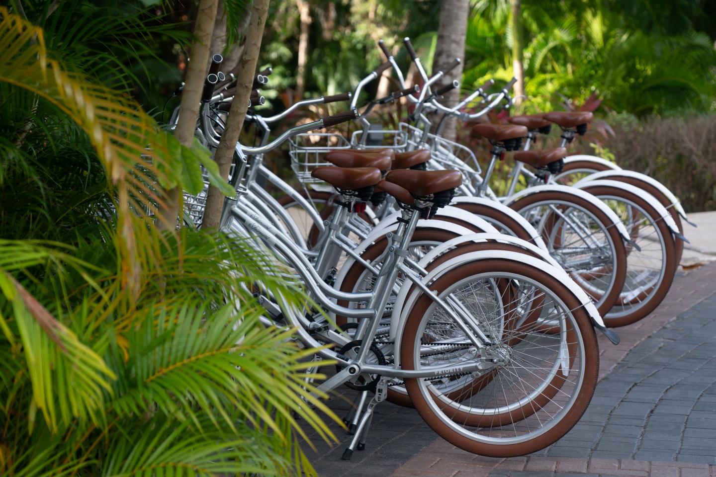 Row of bicycles parked beside lush tropical plants on a paved path.