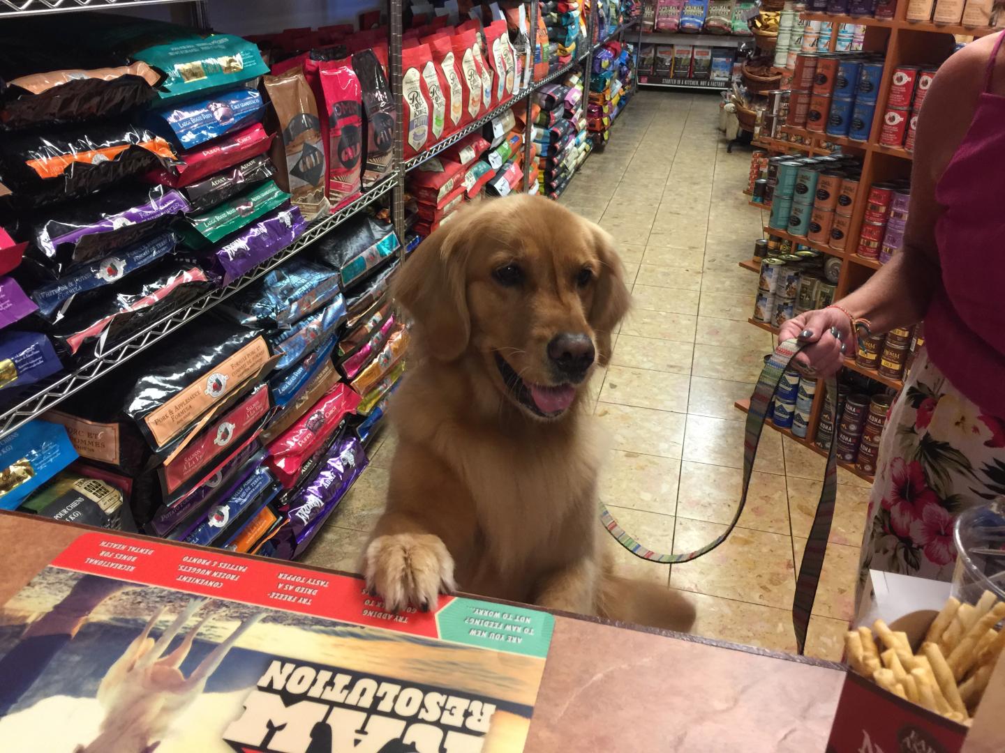 American Dog Outfitters