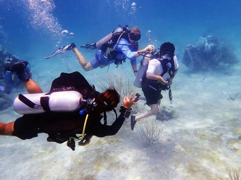 Barrier Free Divers