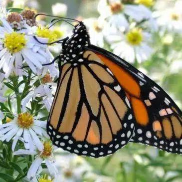 Rosalynn Carter Butterfly Garden