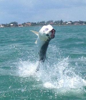 Capt. Scott Collins Florida Keys Fishing Guide