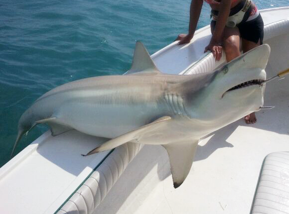 Captain Moe's Lucky Fleet