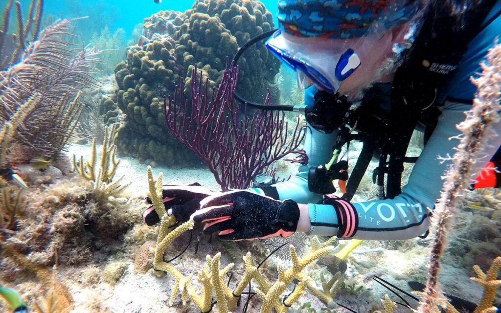 Conch Republic Divers