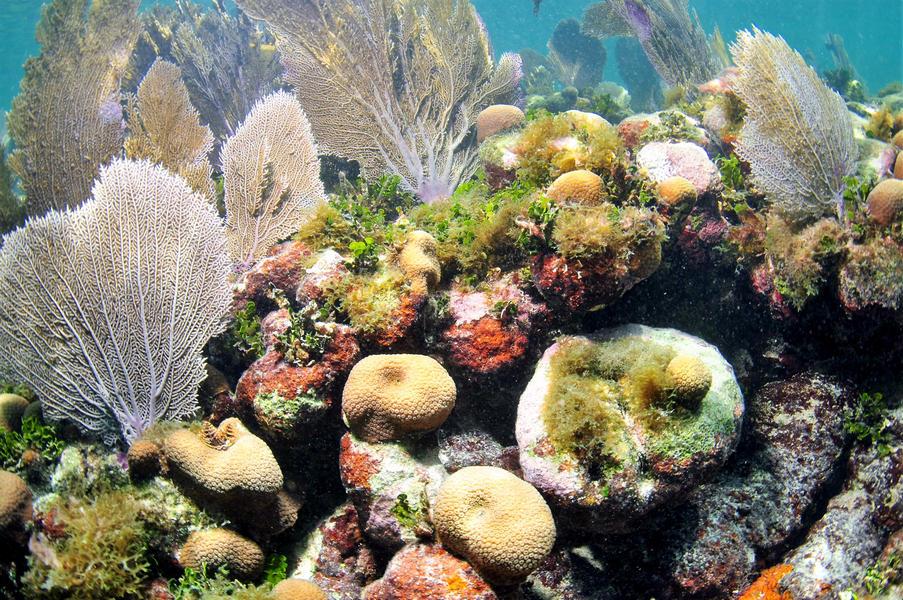 Coupon Bight Aquatic Preserve