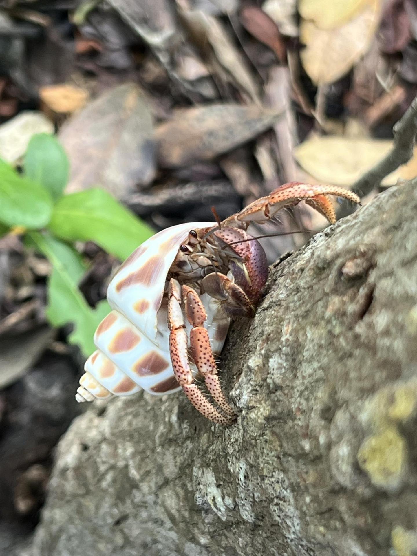 Crustacean Plantation