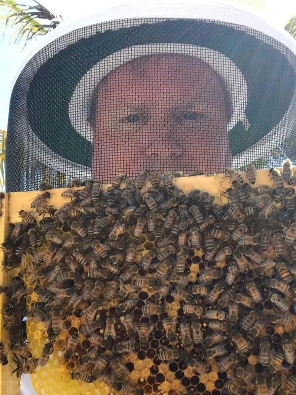 Cudjoe Bee