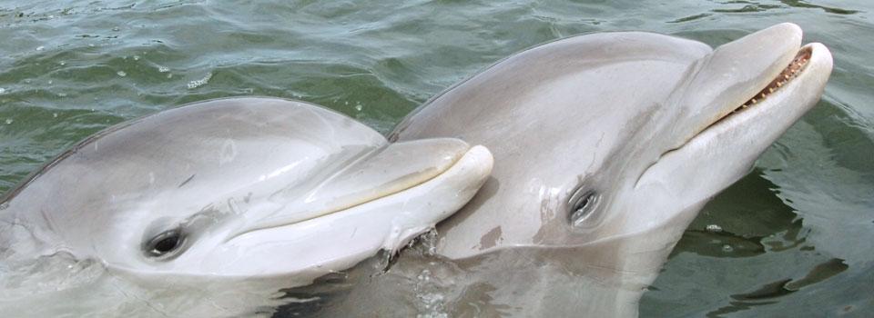 Dolphin Research Center