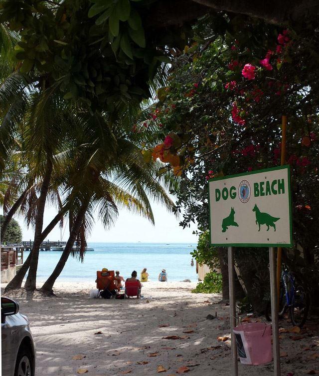 Dog Beach