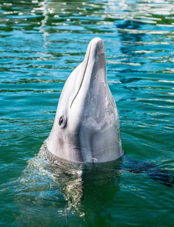Dolphin Life Key Largo