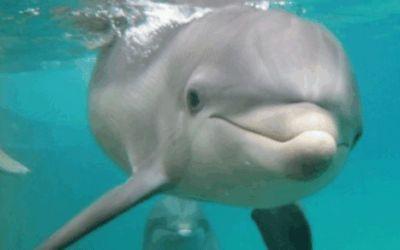Florida Keys Swim with Dolphin Tours and Tickets