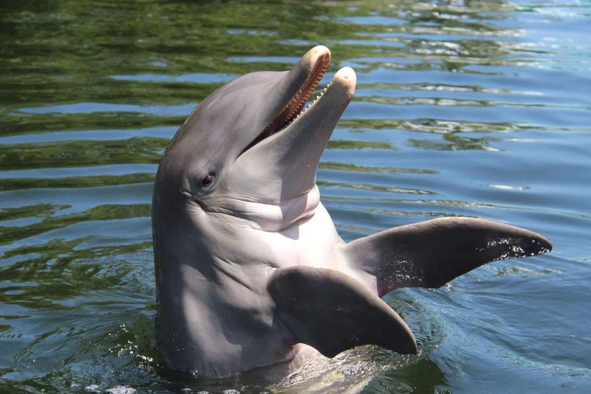 Dolphins Plus Bayside