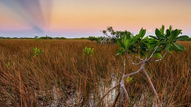 Everglades National Park 