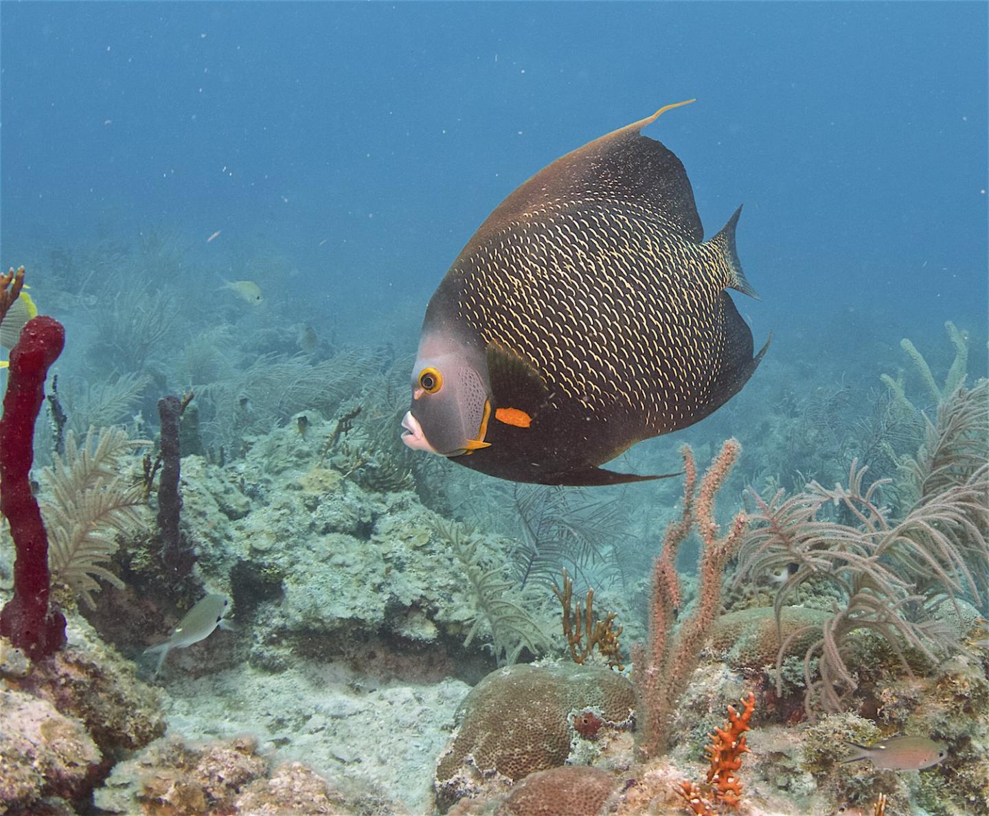 Finz Dive Center