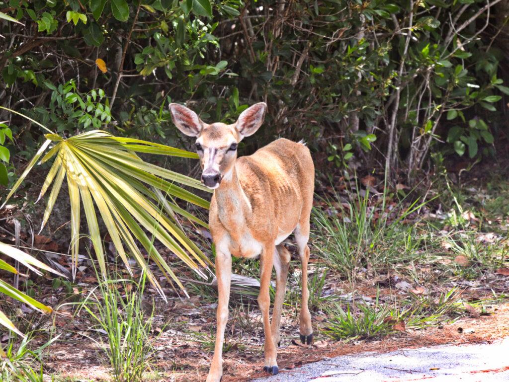 Florida Keys Wildlife Society