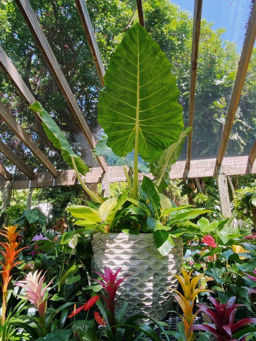 Island Home Garden Center