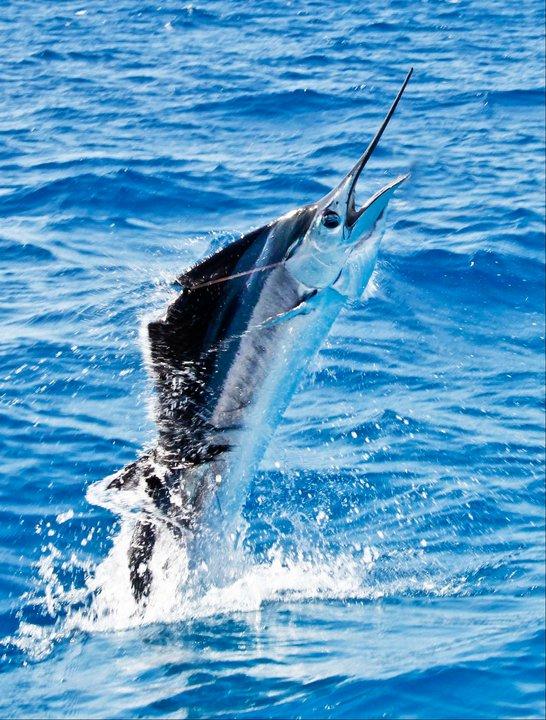 Gimme Jimmy Fishing Charter