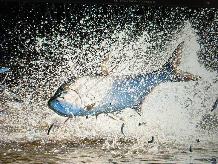 Glades Built Backcountry