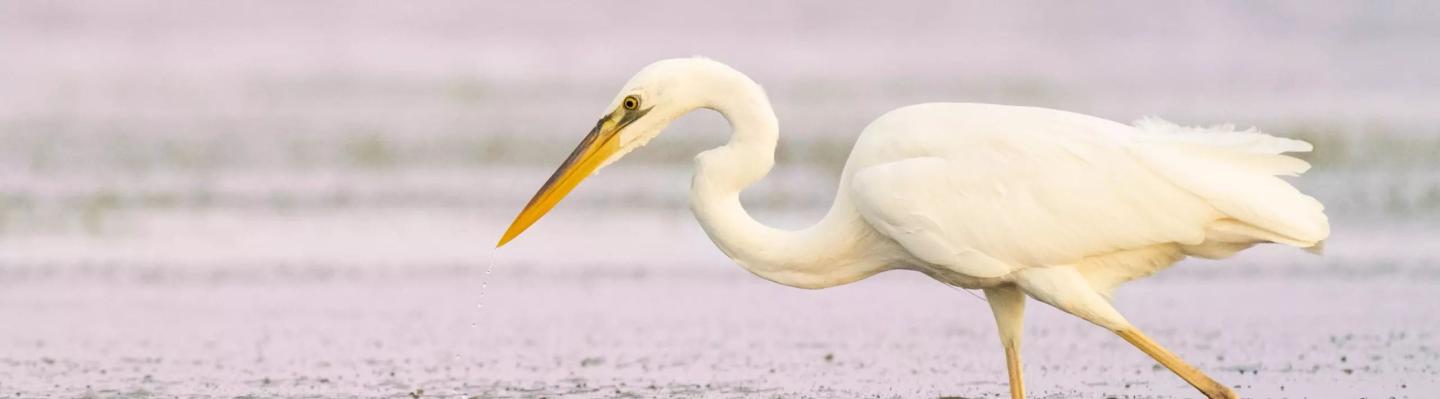 Great White Heron National Wildlife Refuge