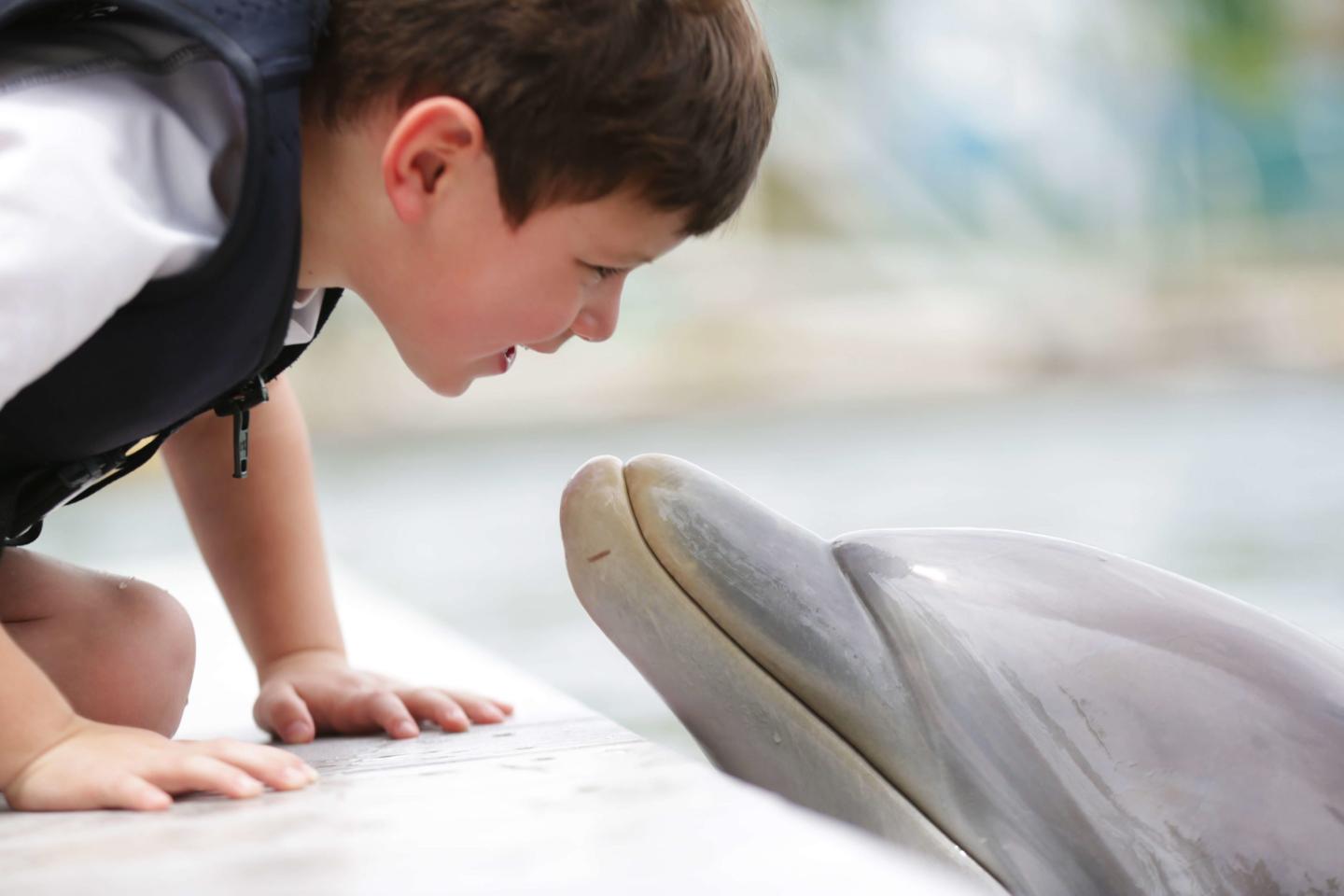 Island Dolphin Care