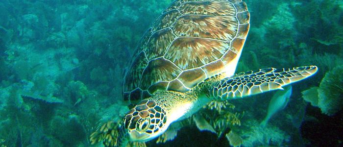 John Pennekamp Coral Reef State Park