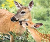 National Key Deer Refuge