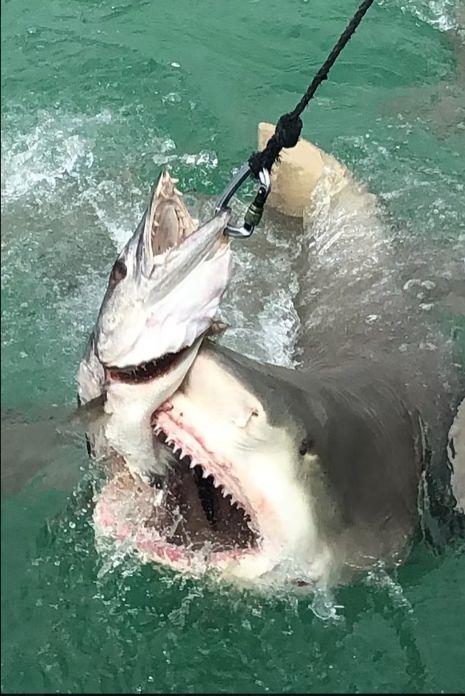 Key West Extreme Adventures