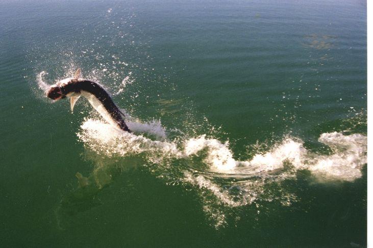 Key West Fly Fishing