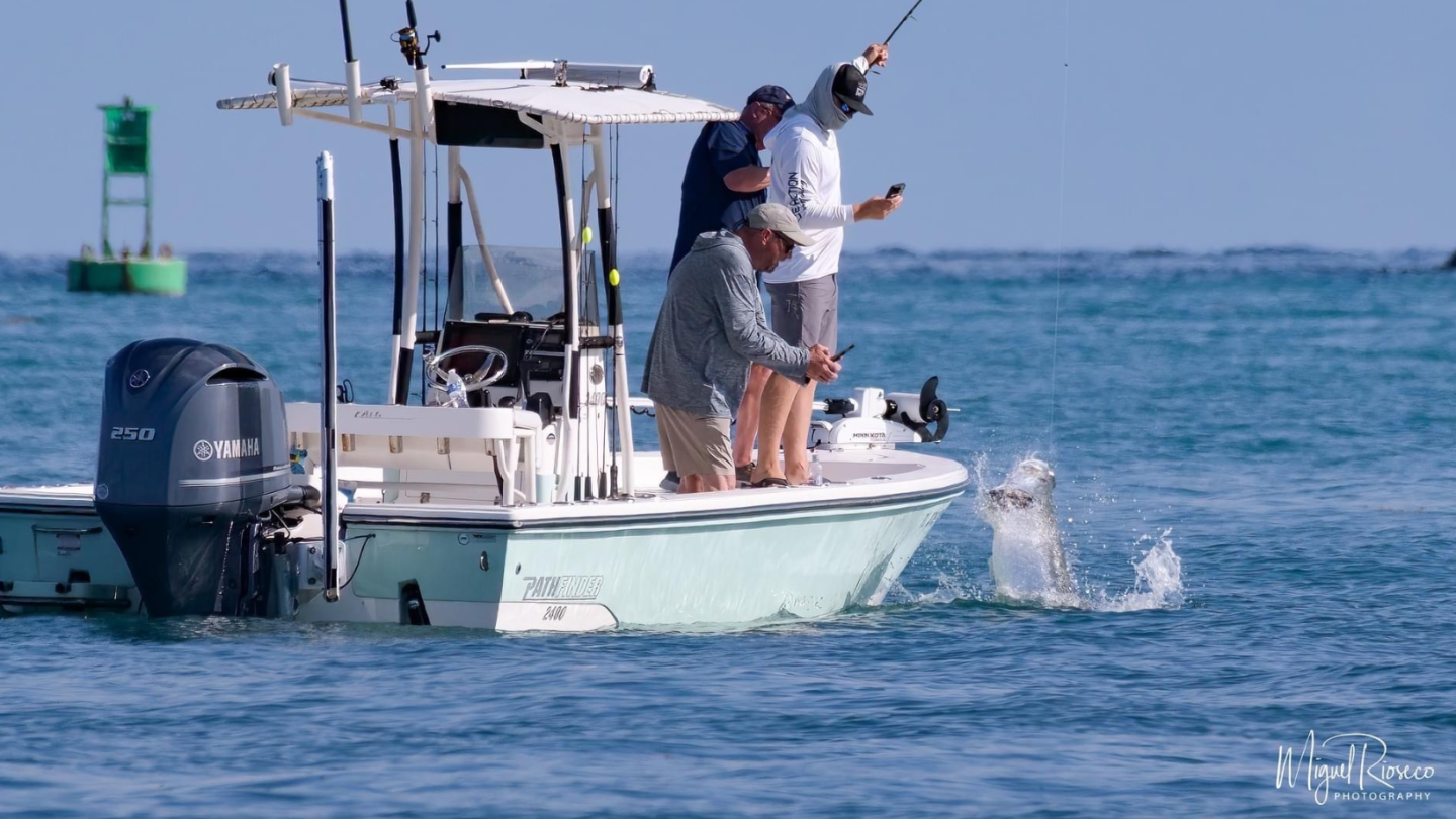 Live Action Sportfishing