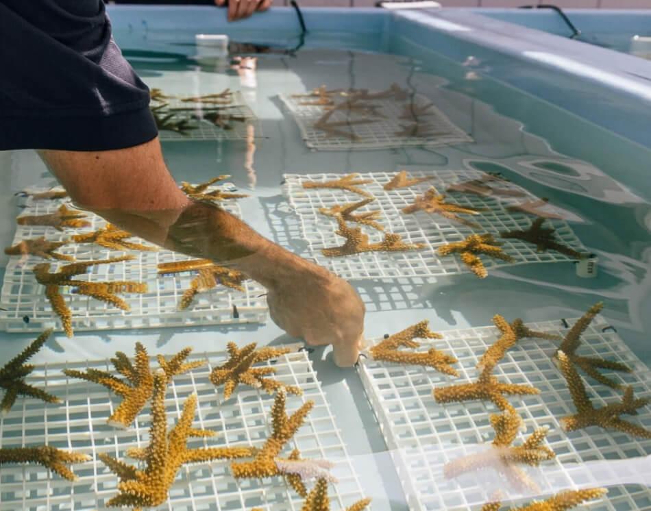 Mote Key Largo Coral Nursery