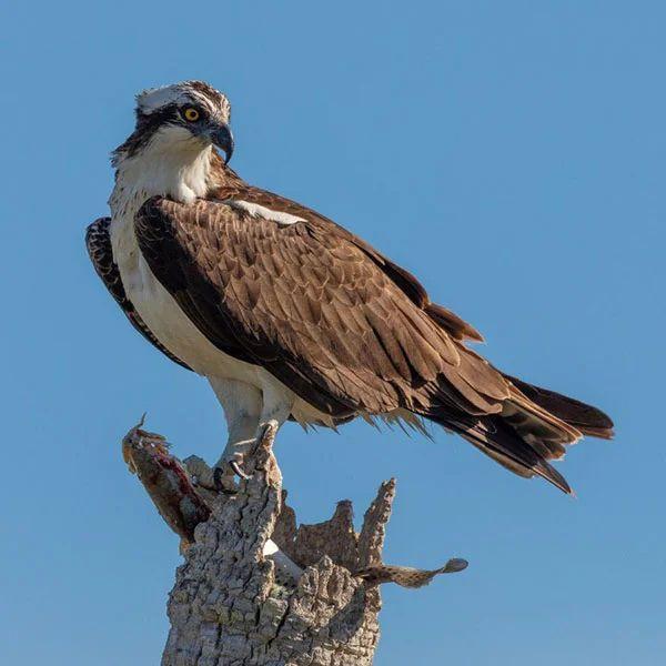 Marathon Wild Bird Center