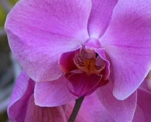 Marathon Garden Club