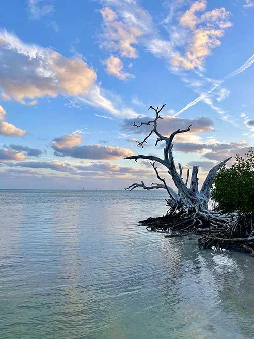 Marine Preservation Society