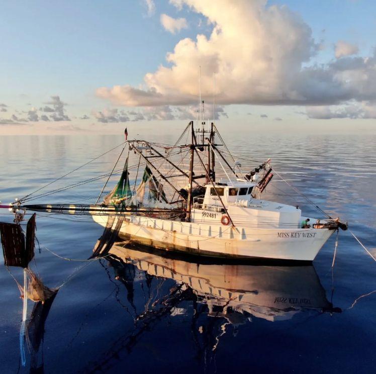 SouthEastern Shrimp and Seafood