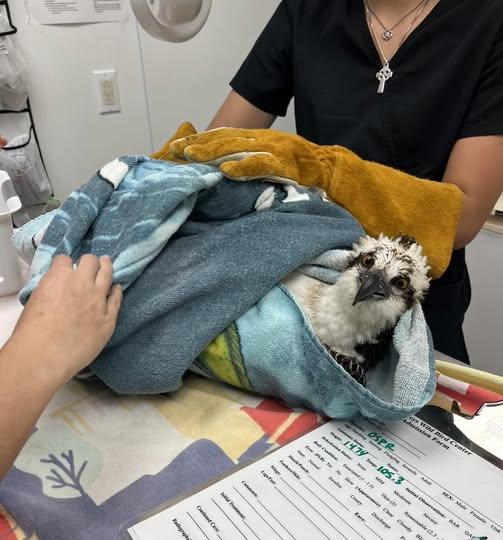 Mission Wild Bird Hospital