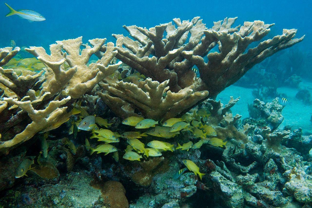 Plant A Million Corals