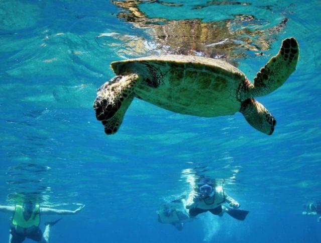 Quiescence Diving Services Inc