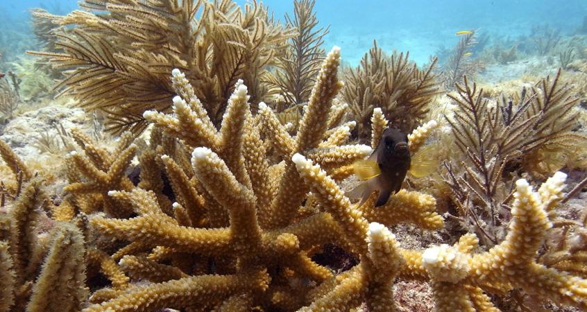Reef Relief