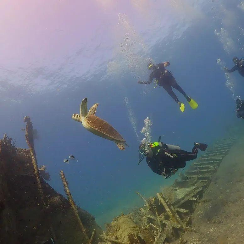 Sail Fish Scuba
