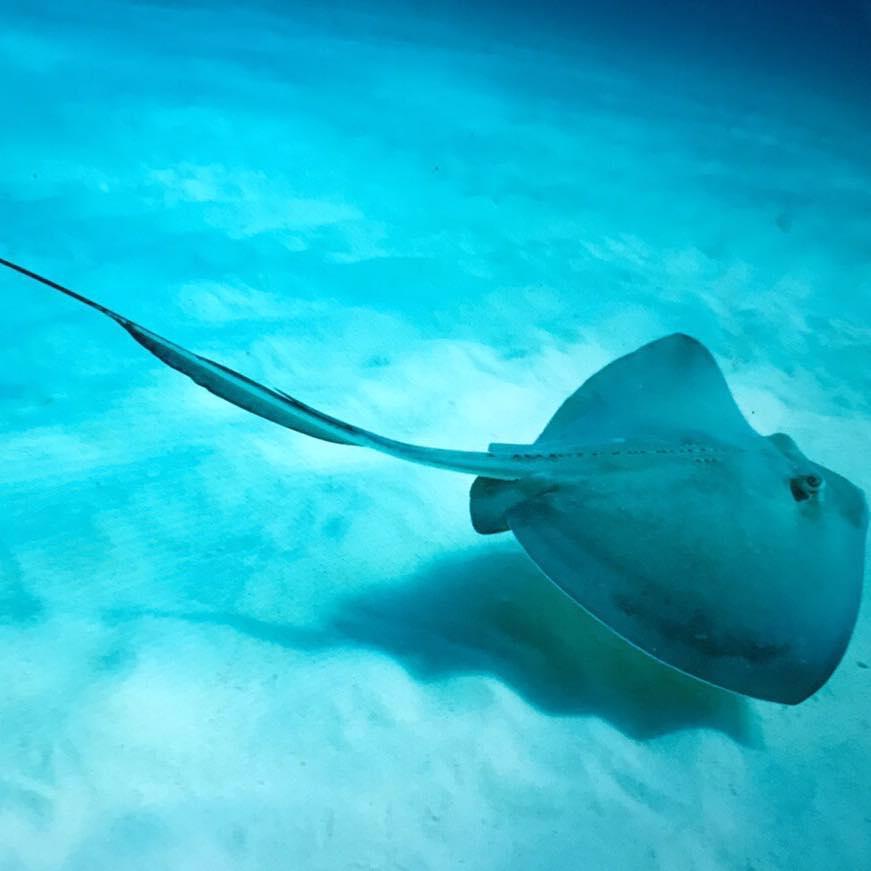 Stingray Steve
