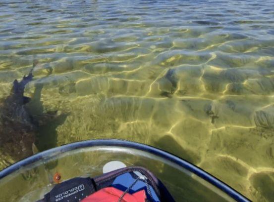 Sugarloaf Shark Park