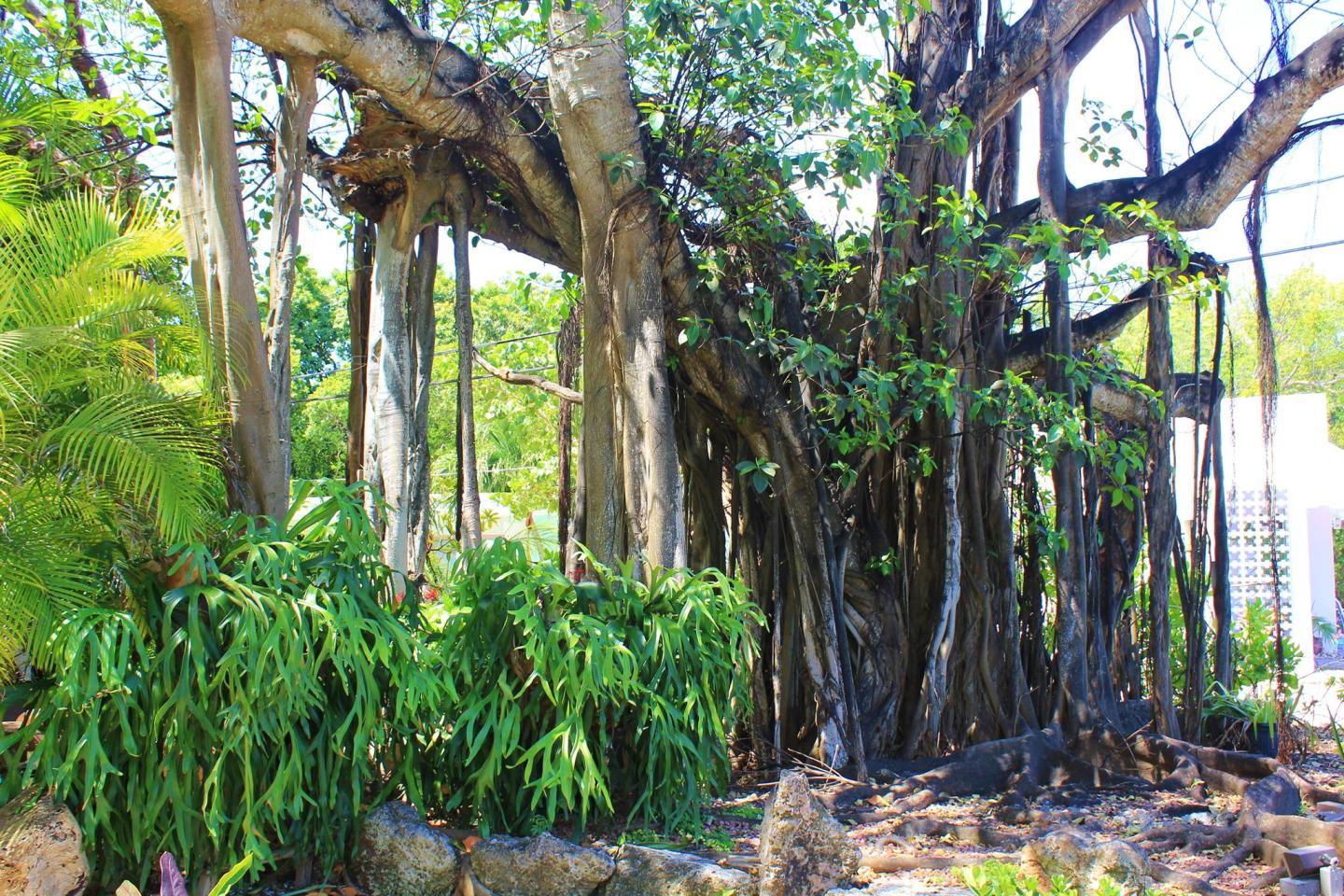 The Banyan Tree Garden Boutique