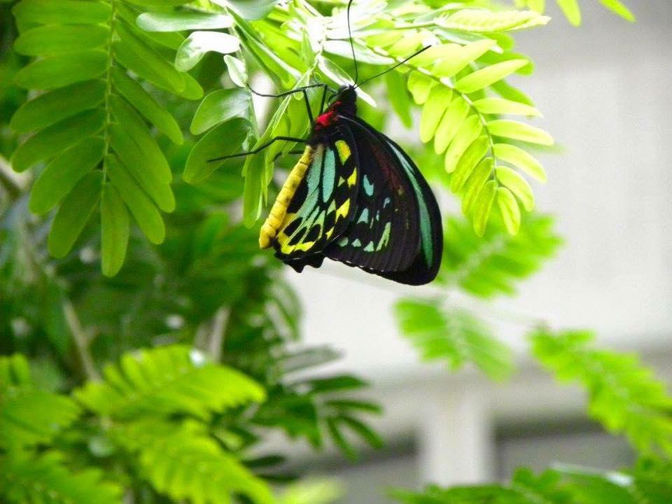The Key West Butterfly and Nature Conservatory