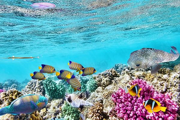Starfish Marathon Snorkeling Tours